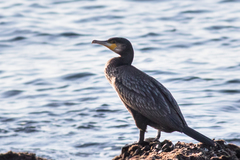 Phalacrocorax carbo