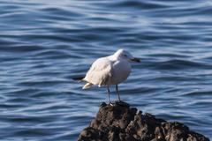 Ichthyaetus audouinii