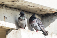Columba livia domestica