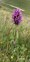 Betonica hirsuta
