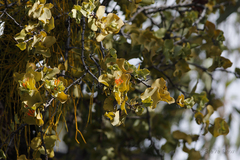 Dendrophthoe homoplastica