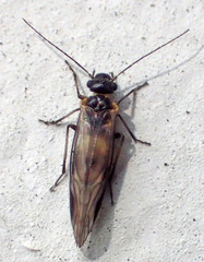 Elipsocus obscurus
