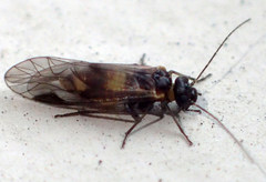 Elipsocus obscurus