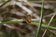 Hypocysta irius
