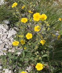 Potentilla grandiflora
