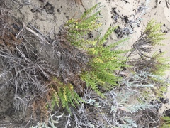 Ericameria ericoides