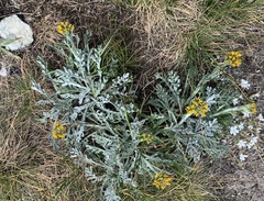 Jacobaea incana