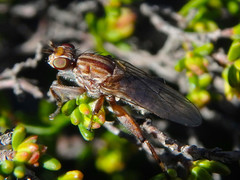 Tapeigaster nigricornis