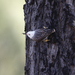 White-headed Sittella - Photo (c) aussiecreature, some rights reserved (CC BY-NC)