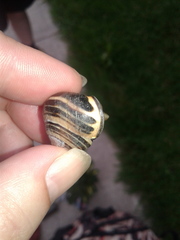 Cepaea nemoralis