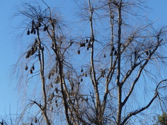 Pteropus poliocephalus