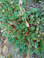 Tuberaria globulariifolia