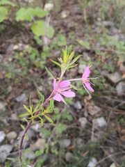 Chamaenerion colchicum