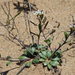 Arctic Rock-Cress - Photo (c) Samuel Brinker, some rights reserved (CC BY-NC), uploaded by Samuel Brinker