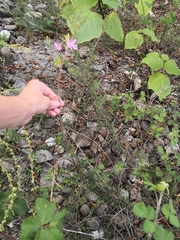 Chamaenerion colchicum