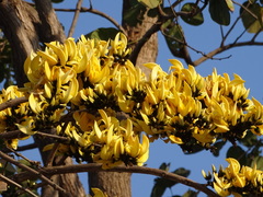 Butea monosperma lutea