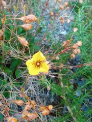 Tuberaria globulariifolia
