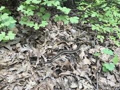 Thamnophis sirtalis semifasciatus