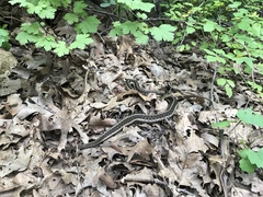 Thamnophis sirtalis semifasciatus