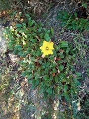 Tuberaria globulariifolia