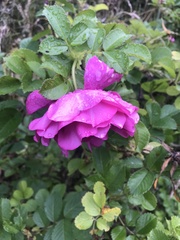 Rosa rugosa