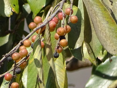 Bridelia retusa