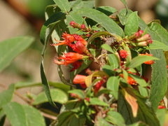 Woodfordia fruticosa