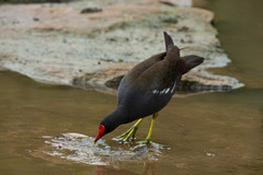 Gallinula chloropus