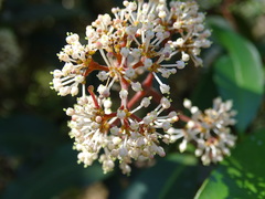 Ixora brachiata