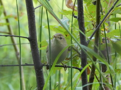 Acrocephalus scirpaceus