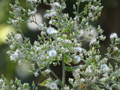 Blumea paniculata
