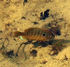Lepomis peltastes