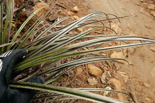 Astelia graminea (Astelia graminea)