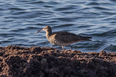 Numenius phaeopus