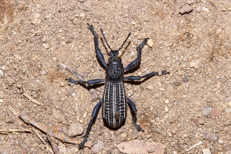 Aegorhinus albolineatus from San Clemente, Maule, Chile on November 23 ...