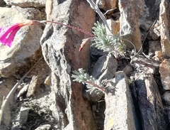 Oxalis confertifolia