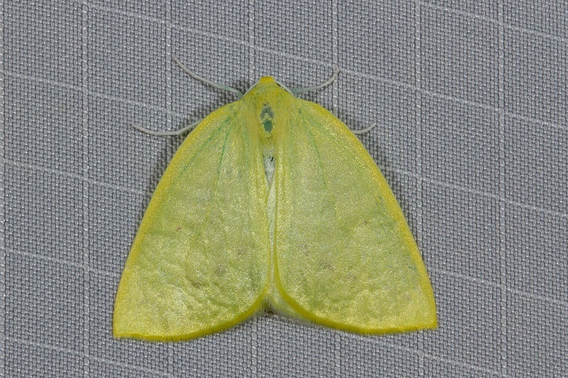 Syllexis lucida