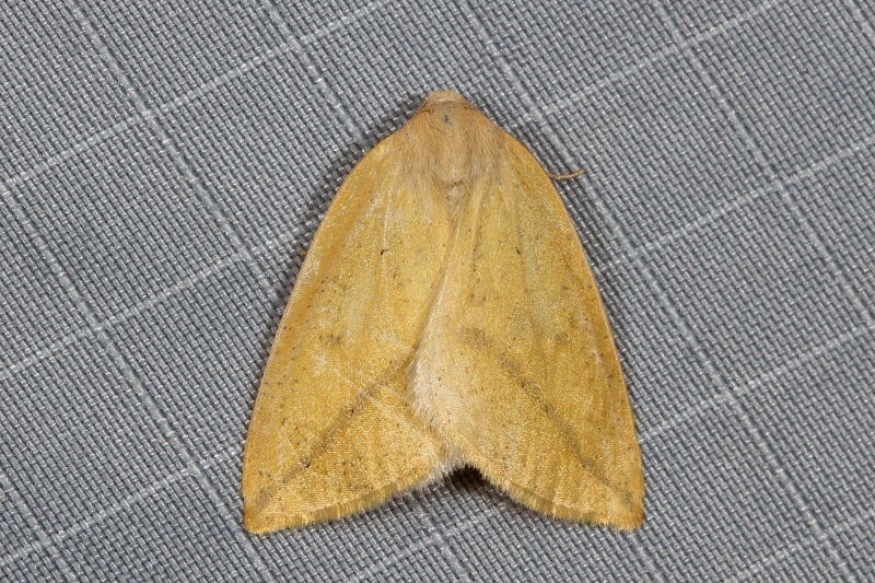 Perusia lacticinia