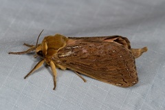 Callipielus arenosus