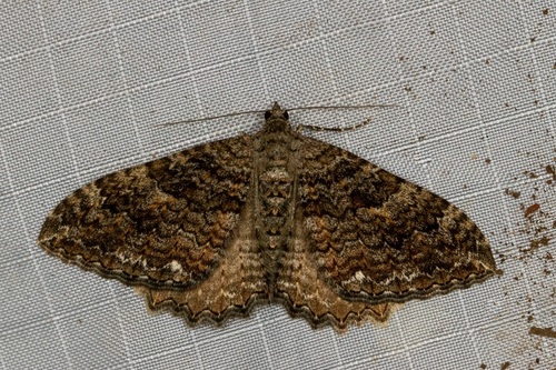 Rheumaptera exacta