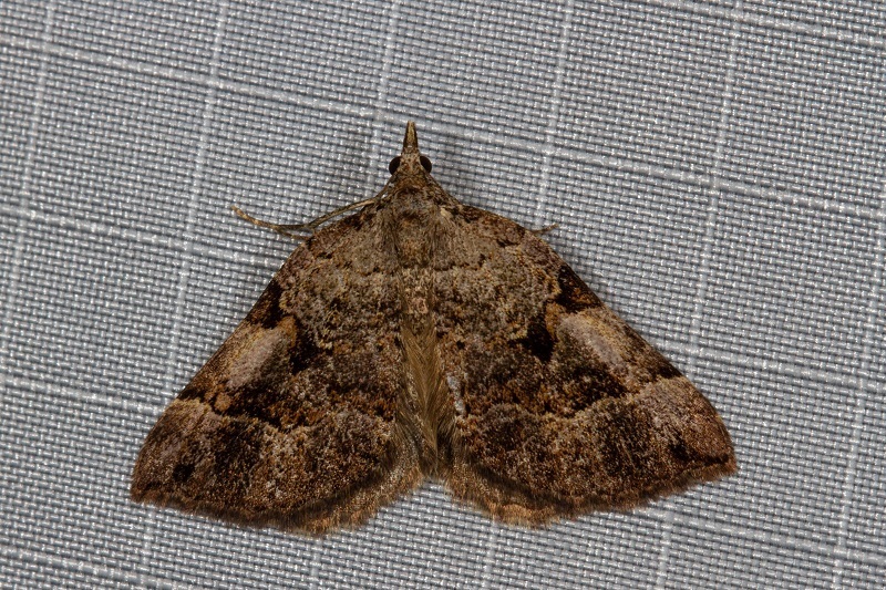 Nebula decipiens