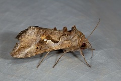 Autoplusia gammoides