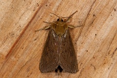 Callipielus arenosus