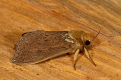 Callipielus arenosus