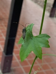 Dasynini