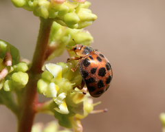 Henosepilachna vigintisexpunctata