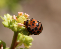 Henosepilachna vigintisexpunctata