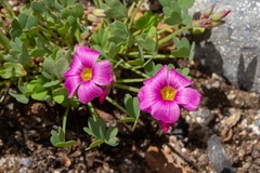 Oxalis squamata