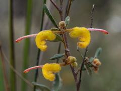 Grevillea chrysophaea