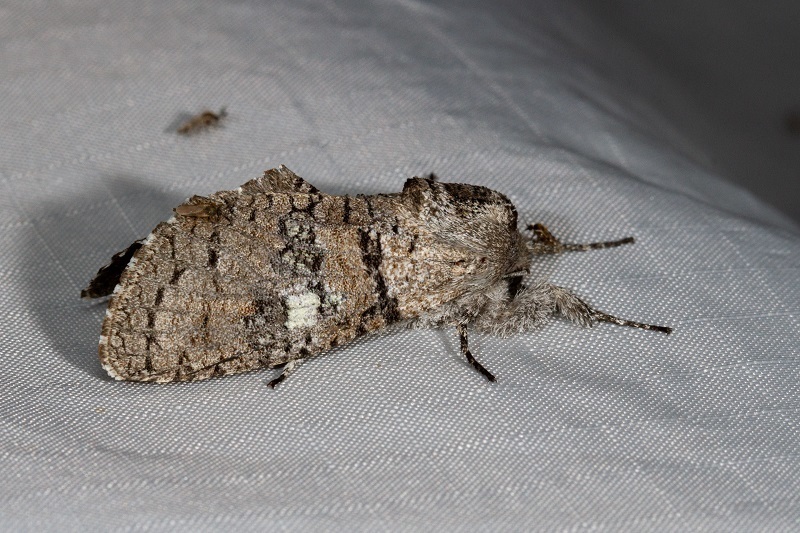 Chilecomadia valdiviana